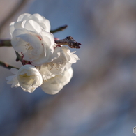 光華
