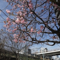 春が来た　２