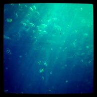Under the Sea