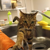 愛猫01