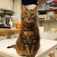 愛猫02