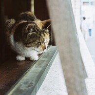 暇
