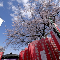 青空に映える桜