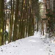 大雪後の杉並木