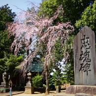 川越郊外、地元の神社にて2021年3月16日