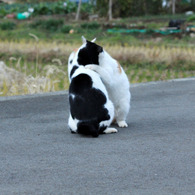 猫相撲