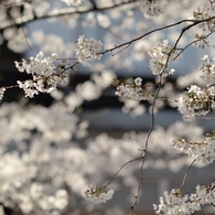 spring for tokyoites 2021