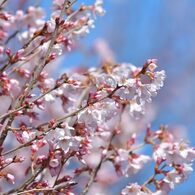 一気に開花　DSC_8204