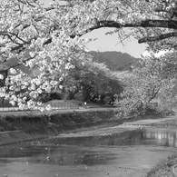 春の散歩道