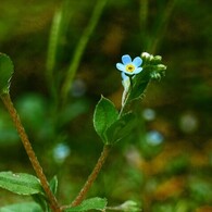 キュウリグサ