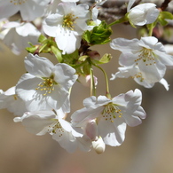 春9(春の花3)