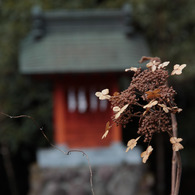 箱根神社の弁天様