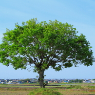 野鳥のいる、とある風景　1