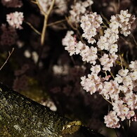 寺の夜桜