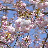 春13(春の花6)