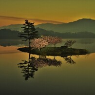 夜明けの小島桜