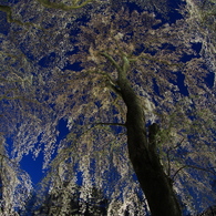 夜桜が見たかった！