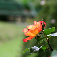 薔薇
