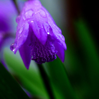 昨夜の雨　P1200799zz