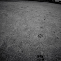 left his footprints