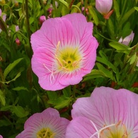 野に咲く花　昼咲き月見草