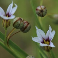 ニワゼキショウの破裂音？