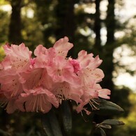 筑紫野の春