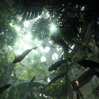 California Academy of Sciences 