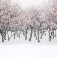 snow plums