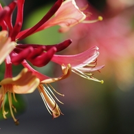 散歩道の花　８