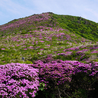 九重　平治岳のミヤマキリシマ－２