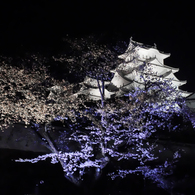 姫路城の夜桜