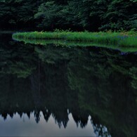 平池の初夏の水辺　９