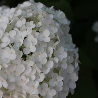 夜明けの紫陽花