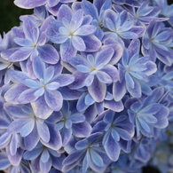八重紫陽花