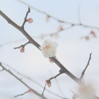 ほんのり朝日