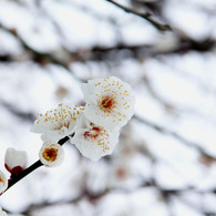 朝の白梅