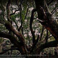camphor tree Forest☆