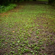 雨の小路