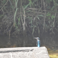 カワセミ
