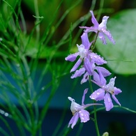 薄紫の可憐な花　2