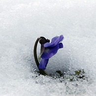 雪　花