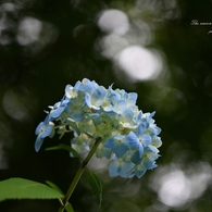 季節が写真を追い越してゆく