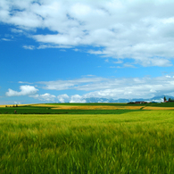 麦風の大地
