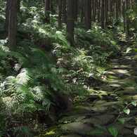 蔦蒸す夏の古道