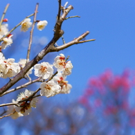 ume #6