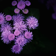 華火