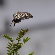 ナミアゲハの舞　　DSC_4760