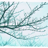 桜の木、