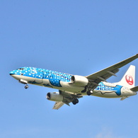 JAL246